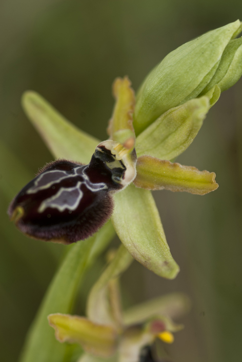 ophrys pseudoatrata in Lucania